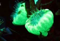 caulastrea-ultraviolet-closeup-macro-36