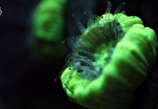 caulastrea-ultraviolet-closeup-macro