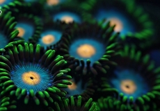 zoanthus-ultraviolet-closeup-macro-3
