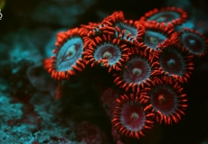 zoanthus-ultraviolet-closeup-macro-32
