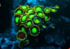 zoanthus-ultraviolet-closeup-macro-33