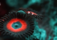zoanthus-ultraviolet-closeup-macro-4