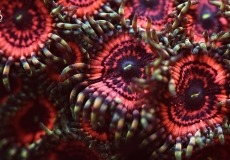 zoanthus-ultraviolet-closeup-macro