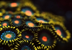 zoanthus-ultraviolet-closeup-macro2