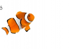 amphiprion-occelaris-clownfish-white-background1