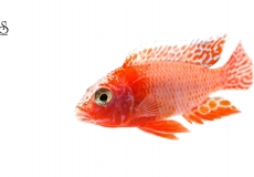 aulonocara-firefish-white-background1
