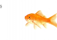 goldfish-white-background-21
