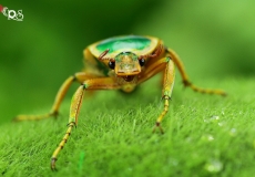 beetle-1