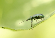 tiny-beetle-1
