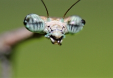 mantis-eyes-closeup